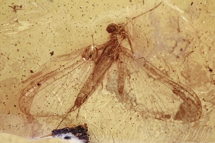 Detailed Fossil Mayfly (Ephemeroptera) In Baltic Amber #325338